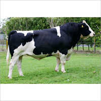 Black Pure Hf Bull