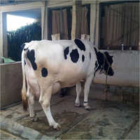 Black Dairy Hf Cow