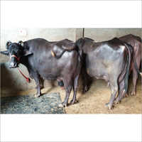 Black Indian Murrah Buffalo