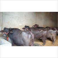 Dairy Murrah Buffalo - Black Color, Age 5-15 Years | Ideal For Dairy Production, Expert Care Provided