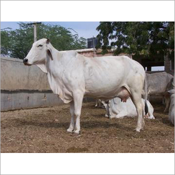 White Tharparkar Cow By VIG DAIRY FARM