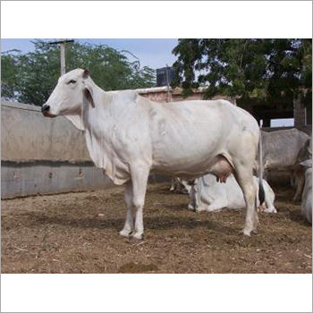 White Tharparkar Cow