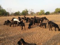 Black Female Osmanabadi Goats