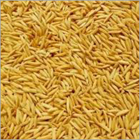 Goldon Paddy Grain