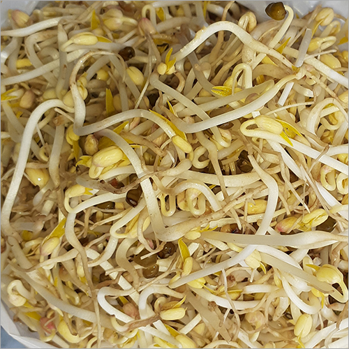 Raw Flat Noodles
