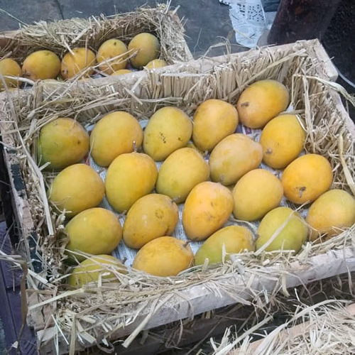 Yellow Alphonso Mango
