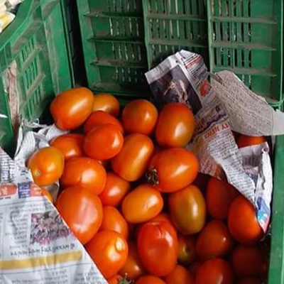 Oval Tomato