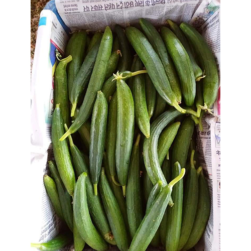 Cylindrical Sponge Gourd