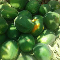 Papaya - Big Oval Shape, Dark Green Color | High Fiber For Digestive Health, Natural Detoxing Enzymes, Promotes Weight Loss, Treats Skin Blemishes