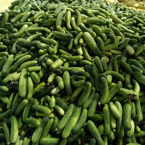 Cylindrical English Cucumber
