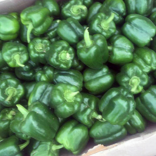 Capsicum - Medium to Big Oval Green Raw Vegetables | Unique Anti-Inflammatory Properties, Sweet Taste, High Water Content, Supports Gastrointestinal Health