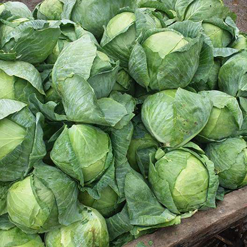 Round Cabbage
