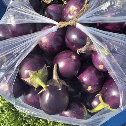 Oval Brinjal