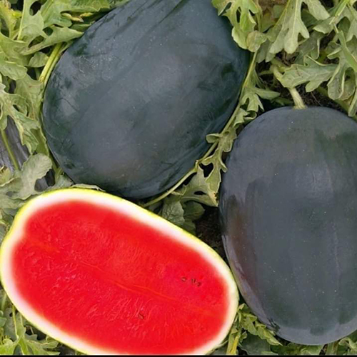 Fresh Watermelon - Organic, Big Oval Shape | Hydrating Sweet Snack, Nutrient-Rich for Skin & Hair, Aids Digestion and Muscle Recovery