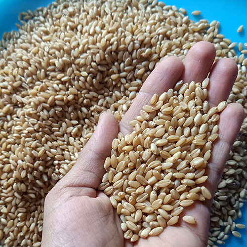 Wheat Grain