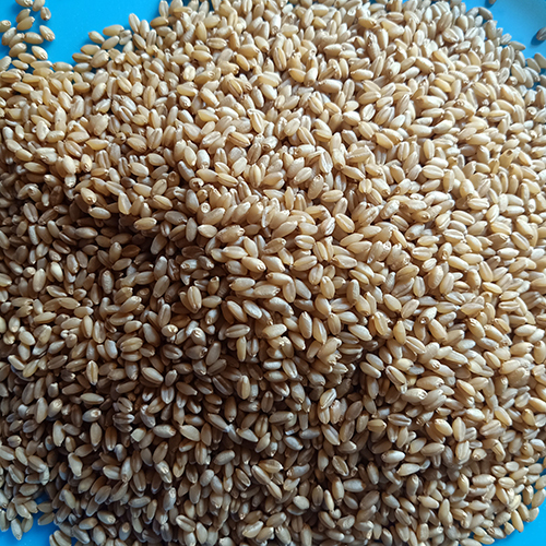 Sharbati Wheat