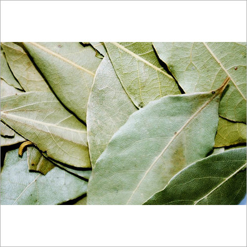 Bay Leaf