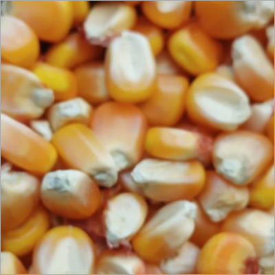 Yellow Maize - Moisture 14% | Nutritious Cereal for Human Consumption & Livestock Feed Versatile for Salads and Cooking