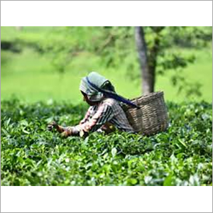 Tea Powder
