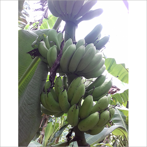 Green Fresh Banana - Organic Standard Size | Non-Peeled Sweet Taste Herbal Face Pack Ingredient