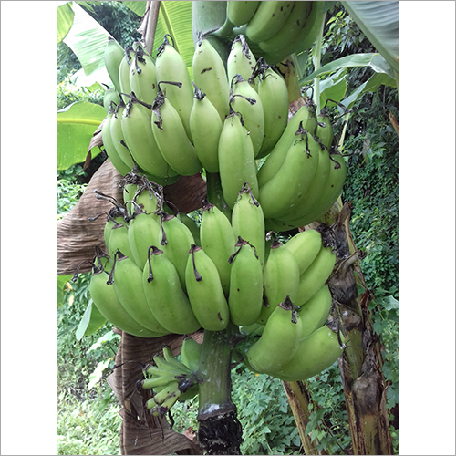 Green Organic Banana