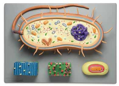 Bacteria Cell Model