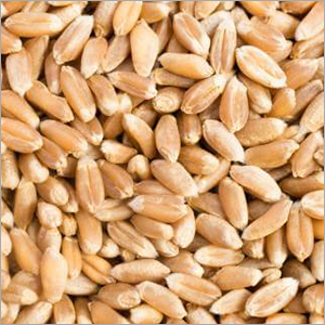 Normal Wheat Grain