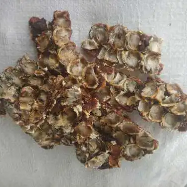 Seedless Tamarind