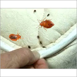 Bed Bug Control