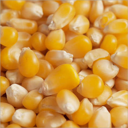 Yellow Maize