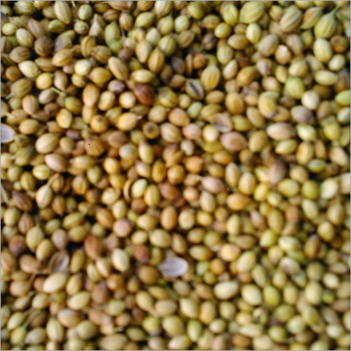 Bulk Coriander Seed - Food Grade Yellow Granules | Hygienic Preparation, 3-4 Months Shelf Life, Ideal for Culinary Uses and Digestion Support