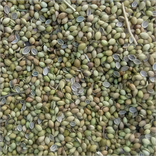 Organic Coriander Seed - Food Grade Granules, Green Color, Enjoyable Taste and Aroma, High Freshness, 3-4 Month Shelf Life