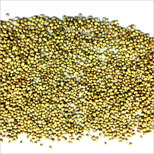 Dried Coriander Seed - Granule, Green Color, Food Grade | Versatile Packaging, Nutritious, Rich Taste, Shelf Life of 3-4 Months