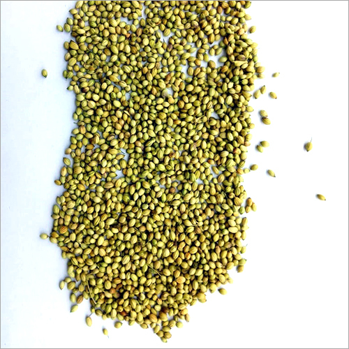 Indian Coriander Seed - Granule, Food Grade, Green Color | Lemon Citrus Flavor, Warm and Nutty Taste, 3-4 Months Shelf Life