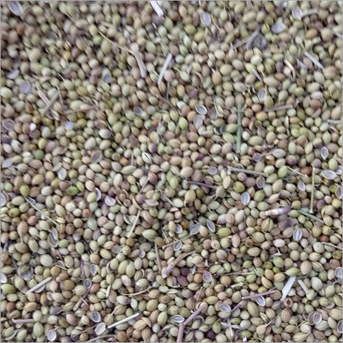 Broken Coriander Seed - Granule, Green Color, Food Grade | 100% Natural Ingredients, Ideal for Culinary Use, 3-4 Months Shelf Life