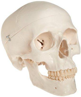 Pvc Skull Model