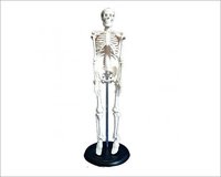 Modelo de esqueleto humano