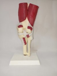 Juno do joelho com msculos