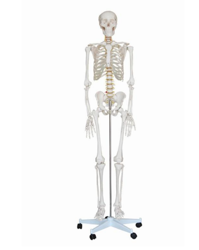 Life Size Skeleton Models