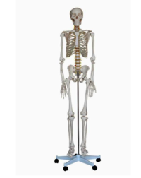 Life Size Skeleton Models