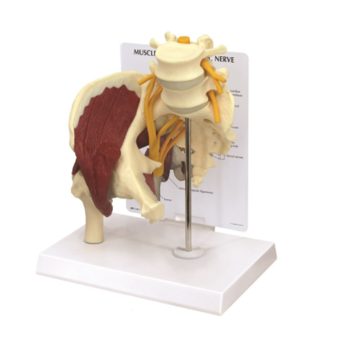 Muscled Hip With Sciatic Nerve Models