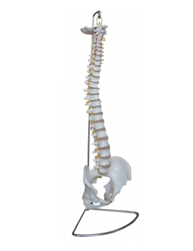 Life Size Human Spinal Column Models