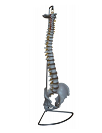 Vida - modelos Spinal humanos da coluna do tamanho
