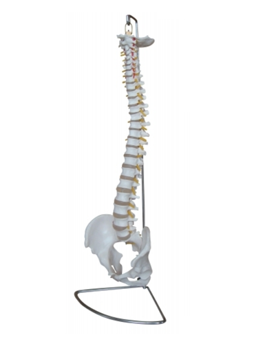 Life Size Human Spinal Vertebral Column Models