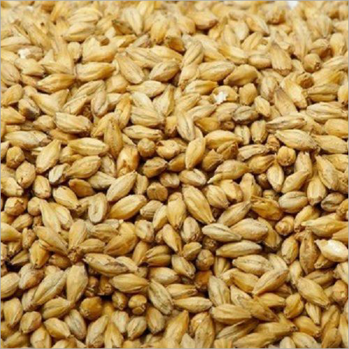 Barley Seed