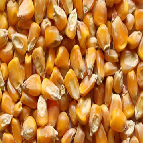 Yellow Corn - Yellow Dent Kernel 14% Moisture | High Yield Disease Resistant Pest Resistant Easy to Grow Nutritious Versatile Good Taste