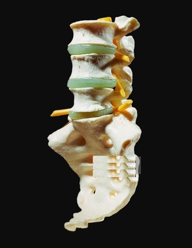 Lumbar Vertebrae With Sacrum Models