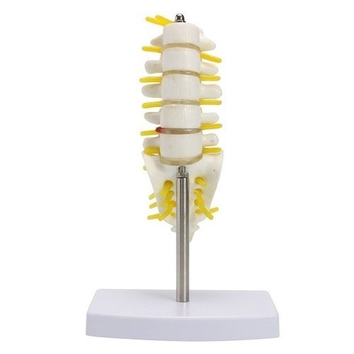 Pvc Lumbar With Sacrum Models