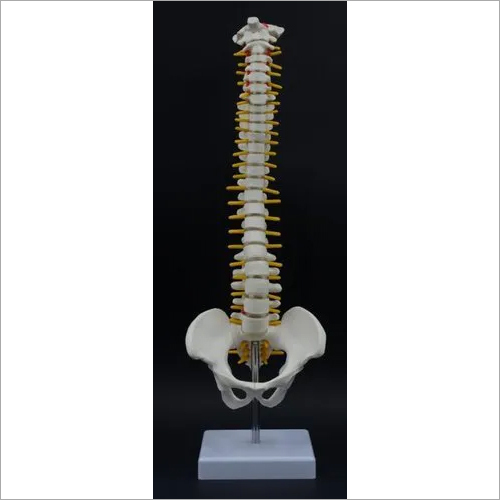 Mini Spinal Column with Hip Joint