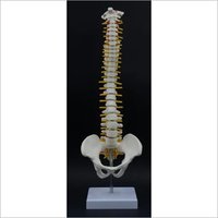 Mini Spinal Column with Hip Joint